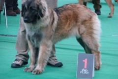 087_gwen_mvp_brno-14
