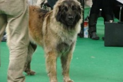 087_gwen_mvp_brno-6