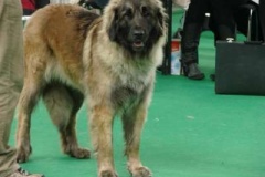 087_gwen_mvp_brno-8