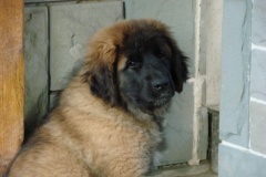 097_nove-stenatko-11