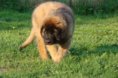 097_nove-stenatko-12
