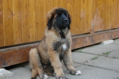 097_nove-stenatko-13