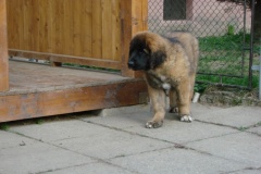 097_nove-stenatko-4