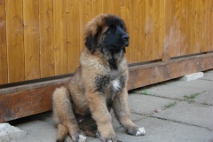 097_nove-stenatko-5