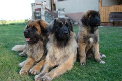 097_nove-stenatko-9