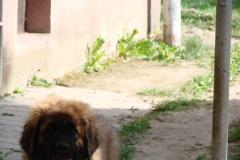 098_navsteva_clay_amad_happy_leon-3