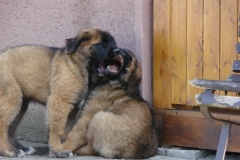 098_navsteva_clay_amad_happy_leon-35