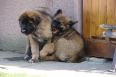 098_navsteva_clay_amad_happy_leon-41