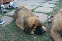 098_navsteva_clay_amad_happy_leon-51