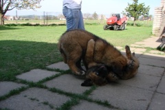 098_navsteva_clay_amad_happy_leon-55
