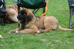 099_gwen_kv_tajov-23