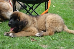 099_gwen_kv_tajov-35
