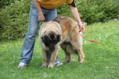 099_gwen_kv_tajov-6