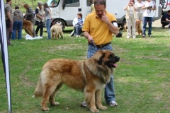102_bard_kv_tajov-22