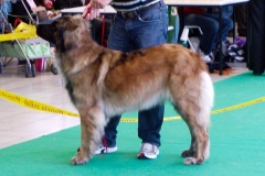 109_gwen_nvp_brno-2
