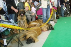 109_gwen_nvp_brno-5