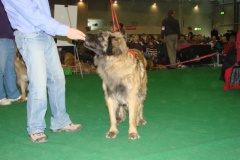120_flynn_gwen_mvp_brno_2011_2_6-1