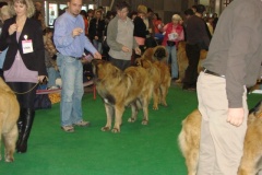 120_flynn_gwen_mvp_brno_2011_2_6-5