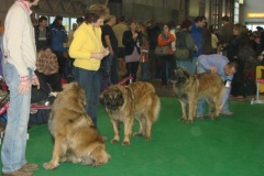 120_flynn_gwen_mvp_brno_2011_2_6-8