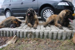 121_navsteva_u_belindy_roy_happy_leon-14