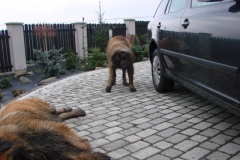 121_navsteva_u_belindy_roy_happy_leon-33