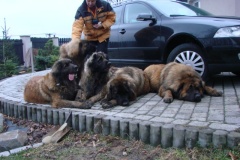 121_navsteva_u_belindy_roy_happy_leon-36