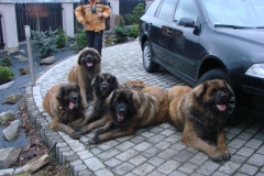 121_navsteva_u_belindy_roy_happy_leon-4