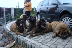 121_navsteva_u_belindy_roy_happy_leon-48
