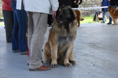 125_bard_gwen_flynn_kv_mlada_boleslav-15