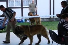 125_bard_gwen_flynn_kv_mlada_boleslav-64