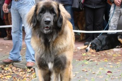 130_flynn_mezinarodni_vystava_ceske_budejovice_2011_10_9-13