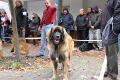 130_flynn_mezinarodni_vystava_ceske_budejovice_2011_10_9-14