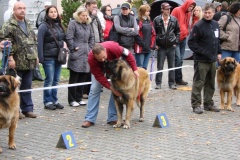 130_flynn_mezinarodni_vystava_ceske_budejovice_2011_10_9-4