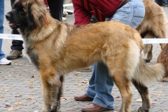 130_flynn_mezinarodni_vystava_ceske_budejovice_2011_10_9-5
