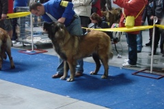 131_flynn_gwen_mezinarodni_vystava_praha_2011_11_6-2