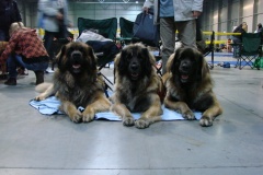 131_flynn_gwen_mezinarodni_vystava_praha_2011_11_6-8