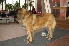 132_bonitace_bb_my_flynn-2