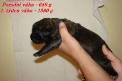 136_stenatka_1_tyden-3