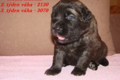 139_stenatka_3_tyden-4