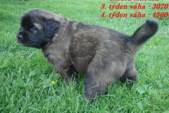 141_stenatka_4_tyden-4