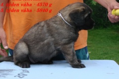 142_stenatka_5_tyden-1