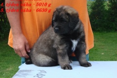 142_stenatka_5_tyden-3
