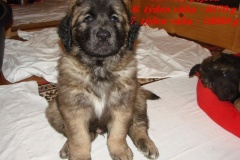 146_stenatka_7_tyden-3