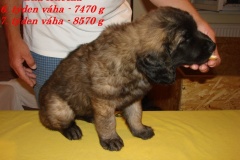 146_stenatka_7_tyden-4